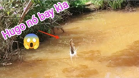 Câu cá lóc_Lại đụng độ với hàng khủng và cái kết @Hữunghị tv