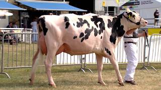 Heifer Llaethog Holstein Cow in Milk