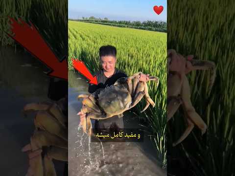 شالیزارهایی که بدون سم محصول میدن