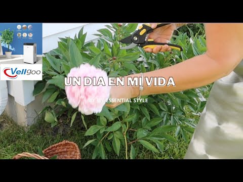 Vídeo: Podeu cultivar cigrons: obteniu informació sobre la cura del garbanzo al jardí