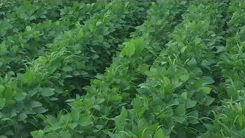 Organic soybeans on spring cover crop update