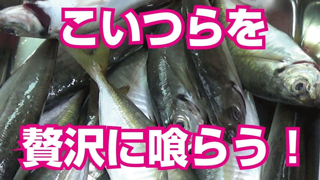大漁のママカリ とりあえず刺身 残りは酢漬けだ Youtube 大漁のママカリ とりあえず刺身 残りは酢漬けだ Youtube
