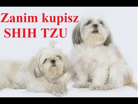 Video: Shih Tzu-honde Ras Allergene, Gesondheid En Lewensduur