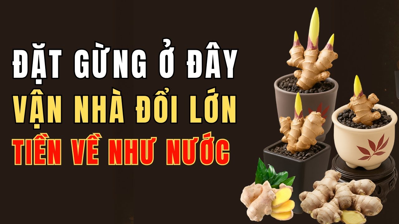 Chỉ Cần Một Củ Gừng Đặt Đúng Phong Thủy, Tài Lộc Ập Vào Nhà, Vận May Bừng Nở!