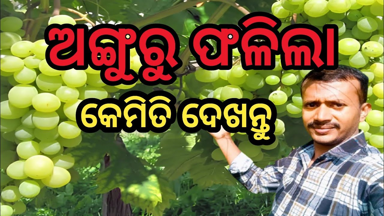 ଅଙ୍ଗୁର କେମିତି ଫଳିଲା #grape #cultivater #audianceengagement #odisha#laxmidhar#kishanbharat