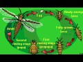 Thrips Control के लिए कौन से छिड़काव को कब करें किसकी क्या है भूमिका ||Complete Features|| Live