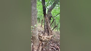 "Watch How a Python Climbs a Tree – Unbelievable Moment Caught on Camera!"