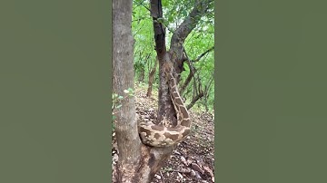 "Watch How a Python Climbs a Tree – Unbelievable Moment Caught on Camera!"