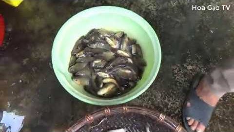 Kích được 2kg cá rô đồng, chuối, chép hàng tự nhiên cực phê