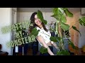 Repotting My GNAT Infested Monstera Deliciosa!