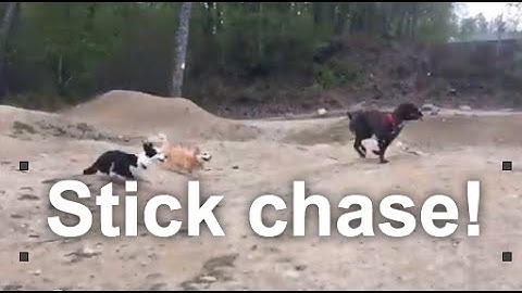 Dog Play or Resource Guarding? Tips for Safe Group Play with Toys