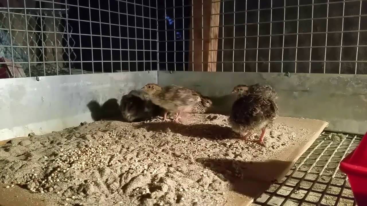 Raising Quail: Sand Tray For Quail Chicks 