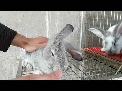 فيديو: كيفية اختيار ألعاب الأرانب الآمنة