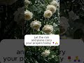 White Roses in the Rain 🌹 #worship #piano #peaceful