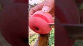 Relaxing And Satisfying Video Apple Cutting
