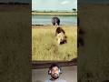 The lion threw himself into the jaws of death