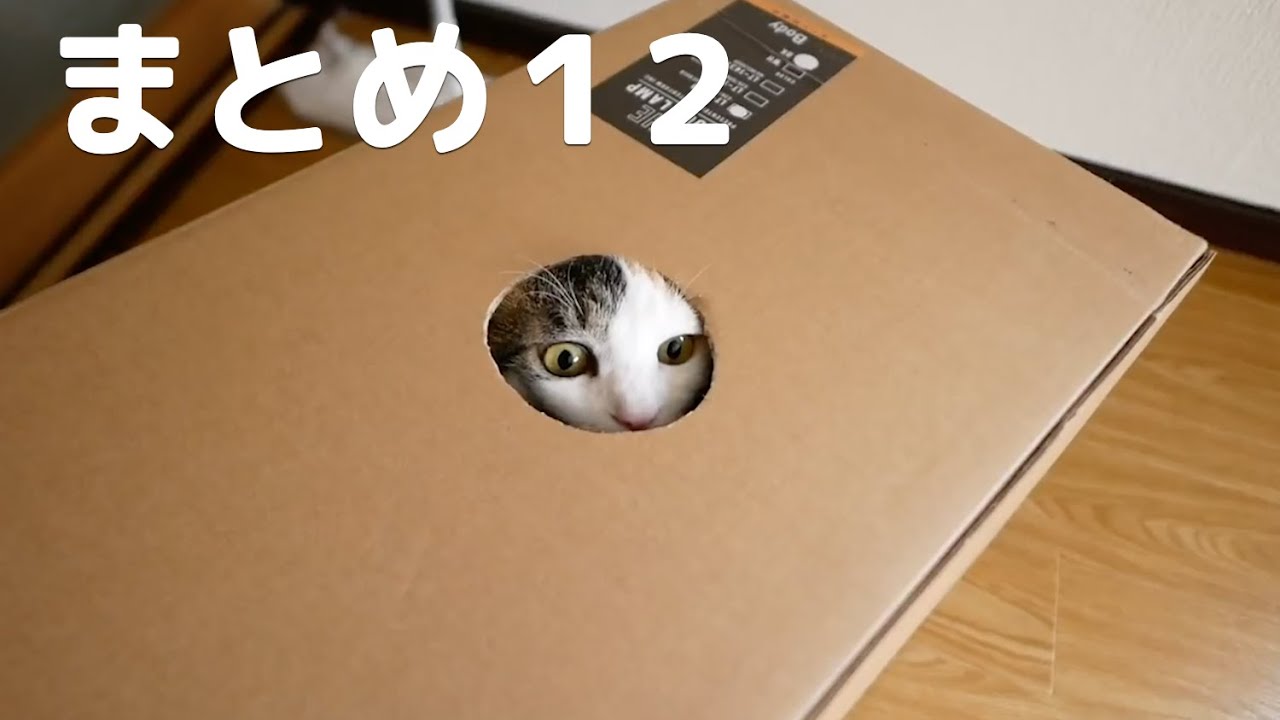 【しゃべる猫】「どうやってはいったの？」「くしゃみの癖が強い」ほか（まとめ１２）