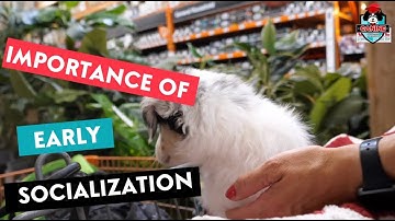 Canine Learning Academy Video - Importance of Early Socialization