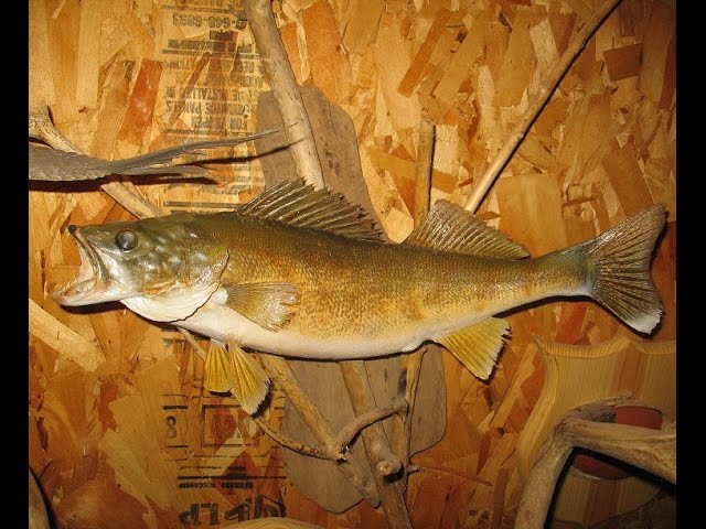 MOUNTING a WALLEYE - Video 1 of 4 - Skin, Flesh, Pickle 