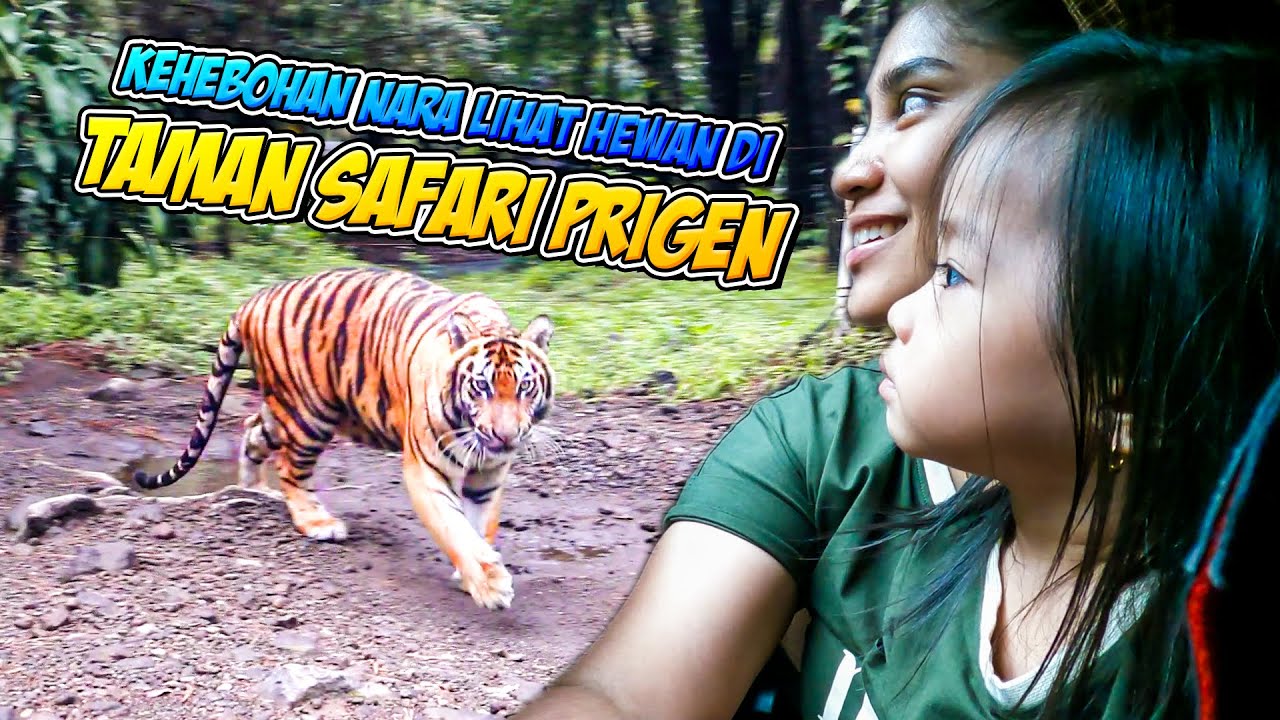 Wisata Taman Safari Prigen Jawa Timur | Hewan di Taman Safari Prigen ...