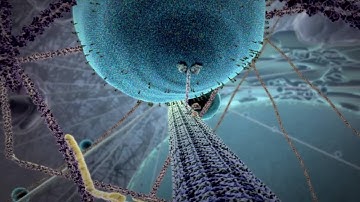 The Inner Life Of The Cell