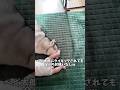赤ちゃんが好きすぎて何されても怒らないハスキー#ハスキン#シベリアンハスキー#ハスキー#犬と赤ちゃん#shorts
