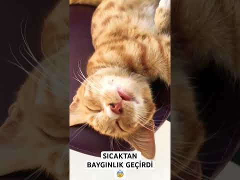 SICAKTAN BAYILAN KEDİ 😰 #shorts