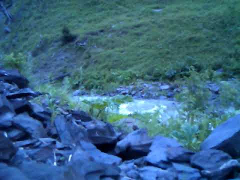 Deer in Tusheti National Park | ირემი ბიჟიკთან ერთად თუშეთის ეროვნულ პარკში