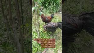 Ayam jago berebut wilayah kekuasaan sampai pertumpahan darah#Short#Short