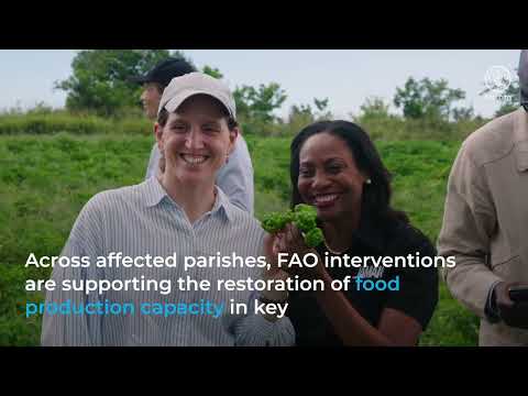 FAO ADG Visits Jamaica to strengthen post-hurricane recovery support