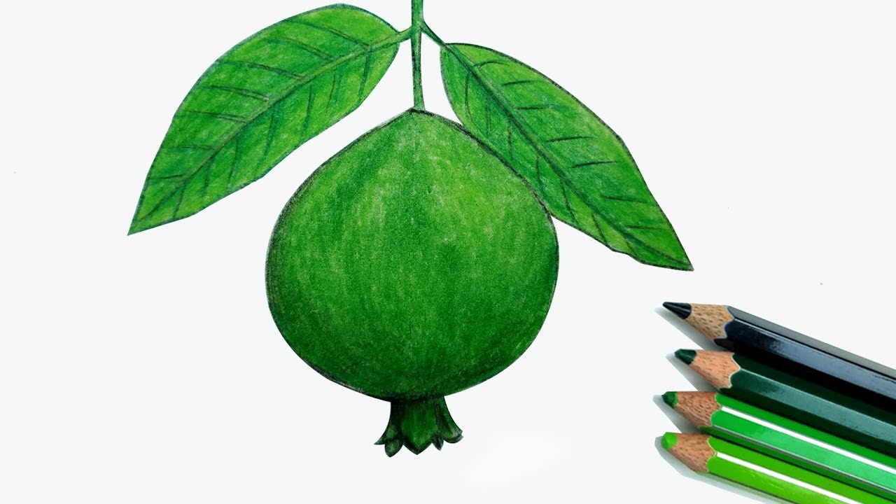 Featured image of post How To Draw Guava For Kids I wanted to make an animal that how to draw a rhino for kids step by step drawing guide by dawn