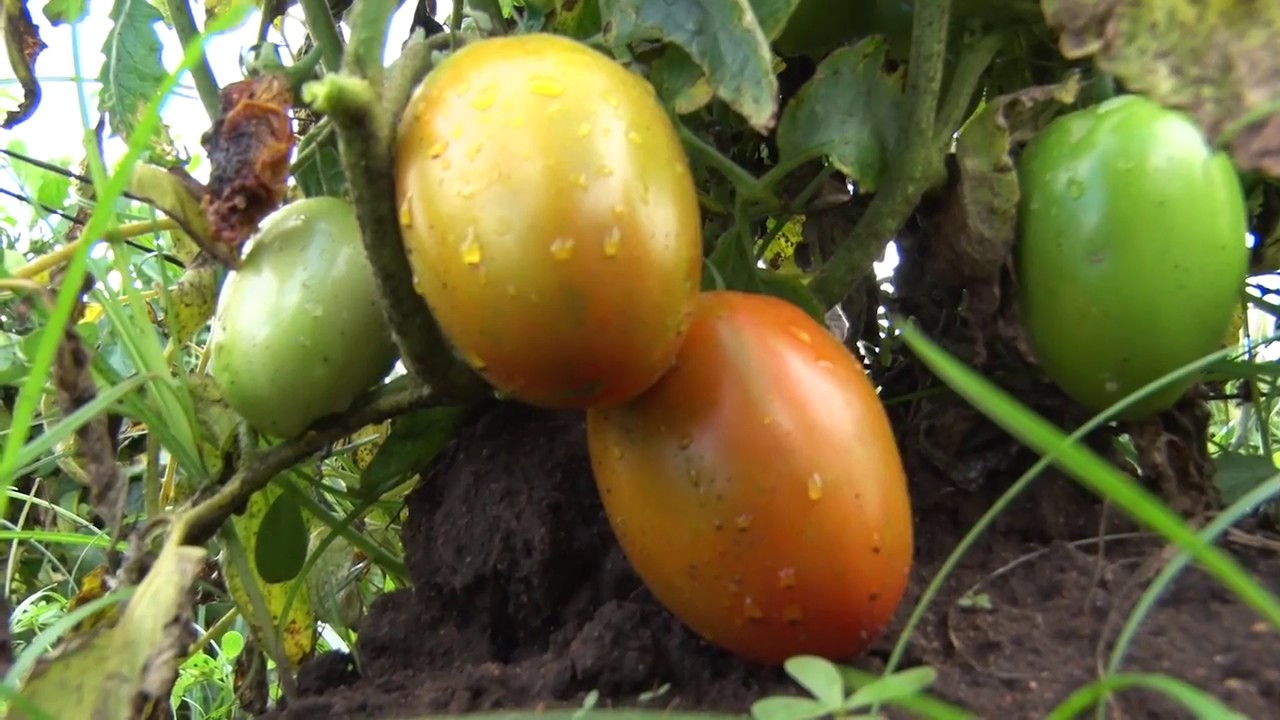 Jovens Moçambicanos investem na agricultura como um projecto de vida