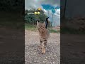 • "Catwalk en su máxima expresión."😁😁 #gatoviral🎶🎶