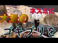 【視聴注意】大量のネズミに大量のゴキブリをあげました【冷凍デュビア】