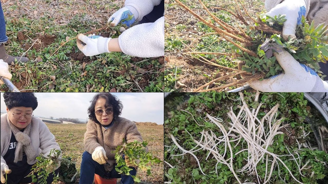 필순언니랑 냉이 캐러 다녀왔어요 냉동저장해야 겨우내 먹어요 힐링영상