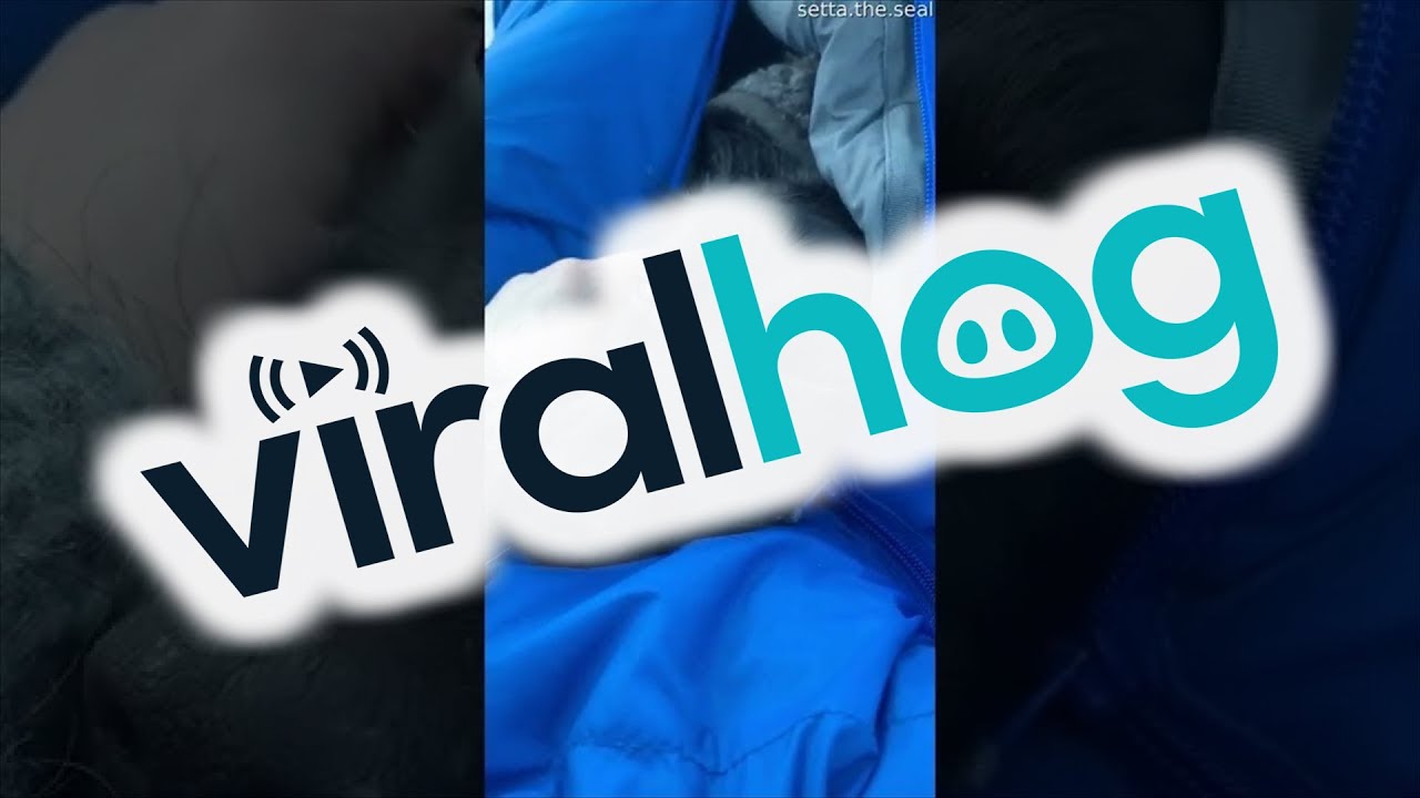 Cold Weather Camping Cuddles with a Dog || ViralHog