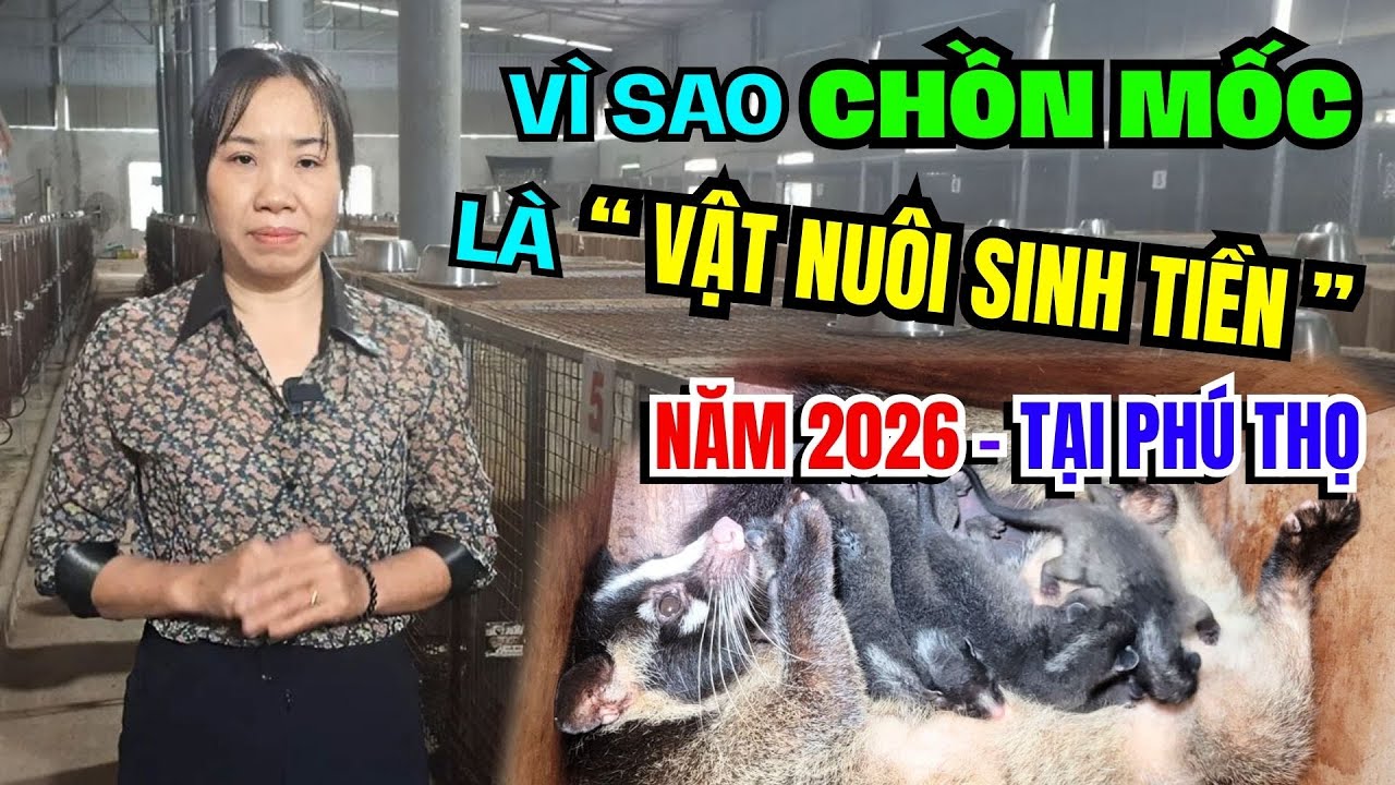 VÌ SAO CHỒN MỐC LÀ 