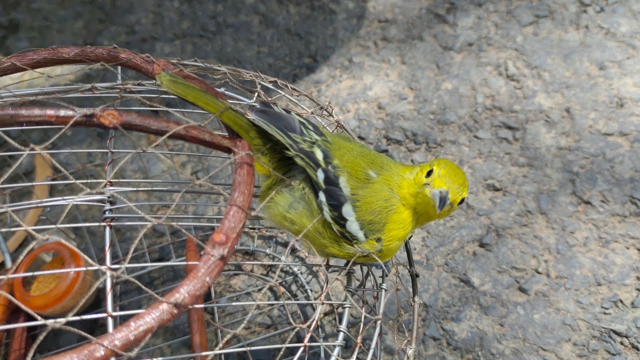 bẫy chim huýt cô gò công, một kèo 3 con