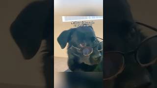 Dog wearing glasses#fyp #funny #pet #cute#foryou#dog #funnydogs#funnyanimal #puppy#fypyoutube