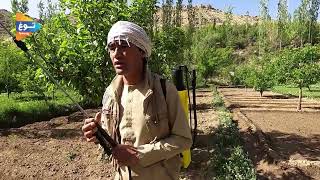 باغ سیب چگونه است در جاغوری؟ راه رشد رسانه مردم جاغوری نوین سلحشورکمرک