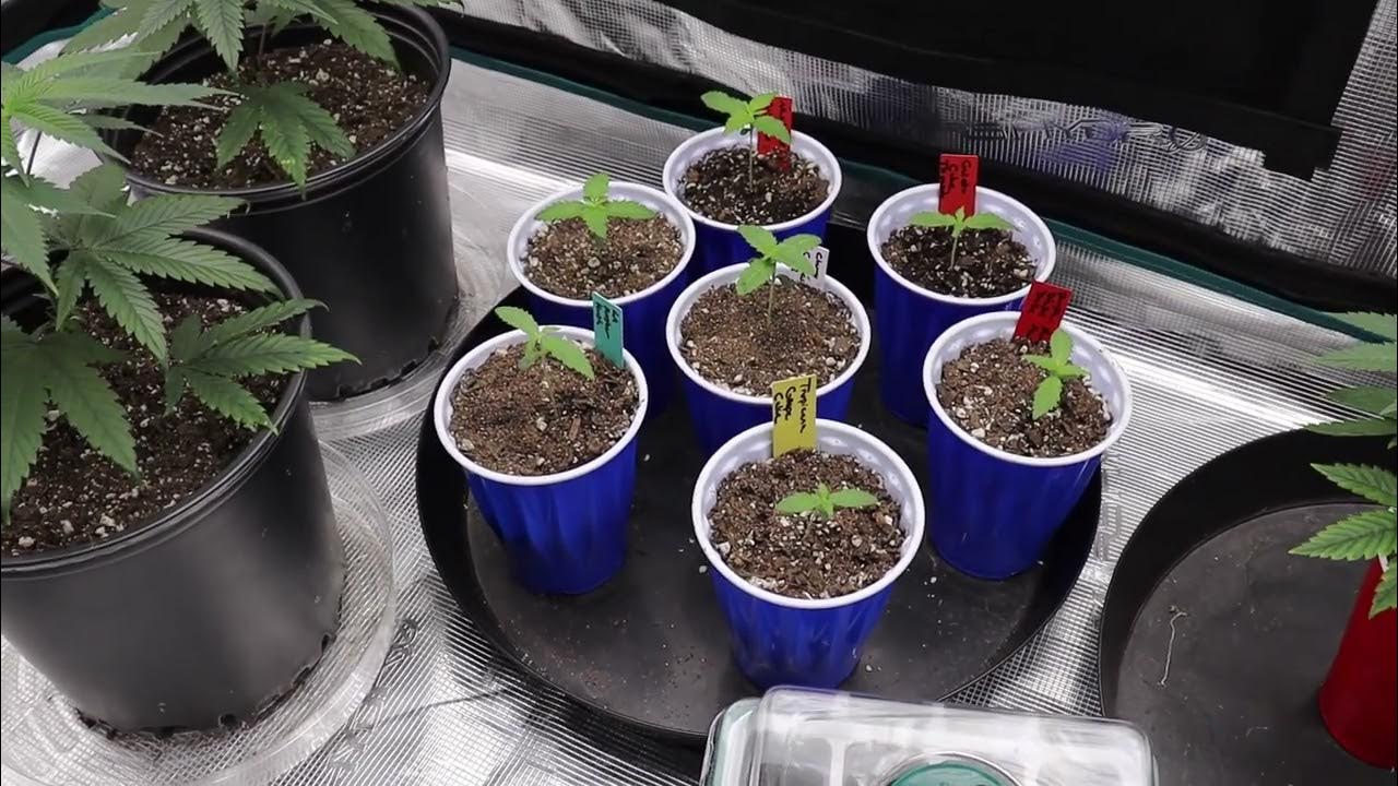 How To Grow Autoflowers w/Dr Earth Day 10 3x3 Maxed Day 15F Mars