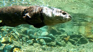 Surprised to find such a beautiful river! Otters frolicking in the clear water. [Otter life Day 541]