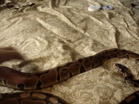 ballo bibaho my two ball pythons
