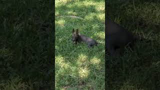 Xoloitzcuintle Puppies.