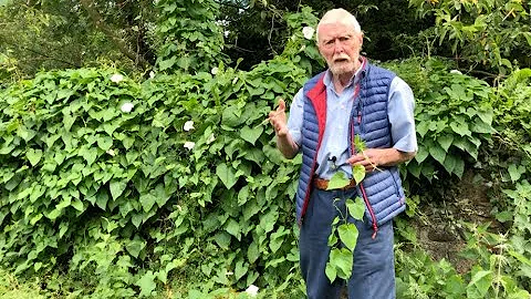 Hedge Bindweed with John Feehan in August, Wildflo...