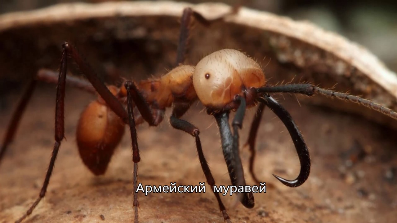 Самое ядовитое насекомое в мире