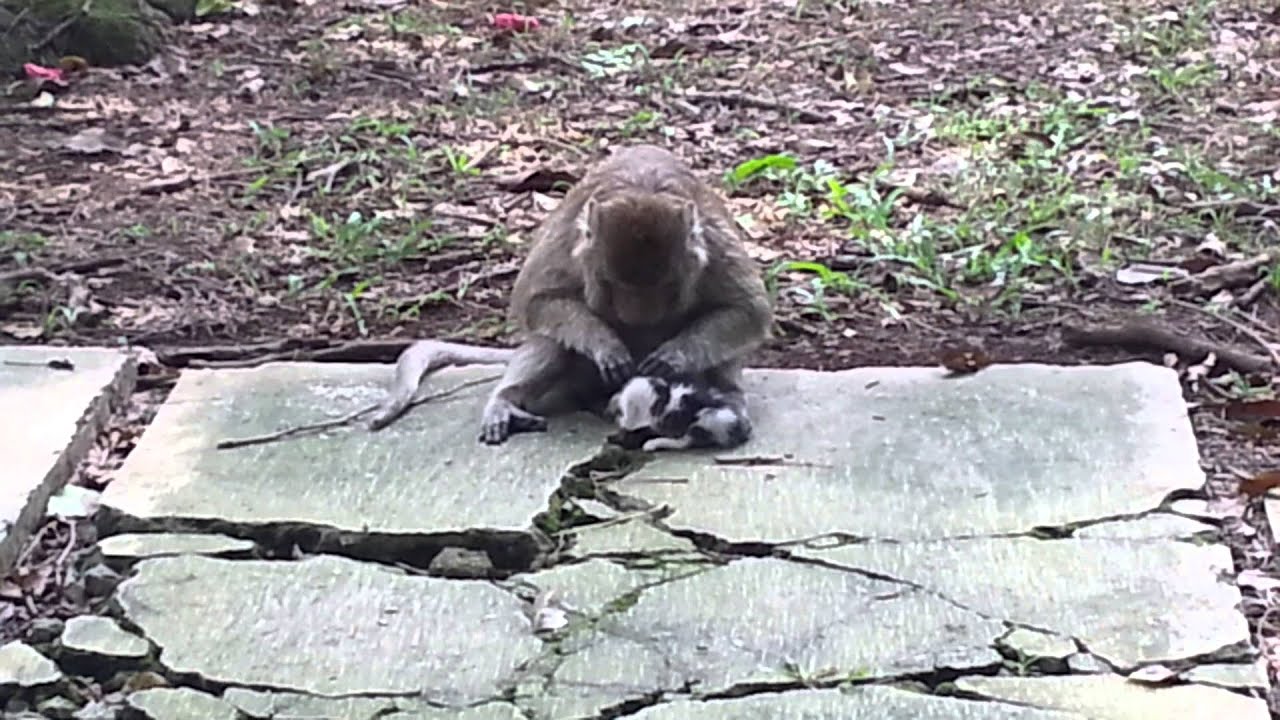 Monkey helps a kitten picking fleas Monyet Bantu Anak 