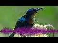 Audio Master Duet Maut Konin Vs Kenari Mp3 - Mp4 Download
