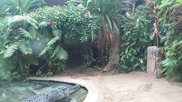 Toledo Zoo Saltwater crocodile feed part 3