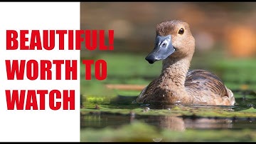 BEHIND THE SCENE/Bird photography/Lesser Whistling Duck taking bath and preening/Beautiful Bird